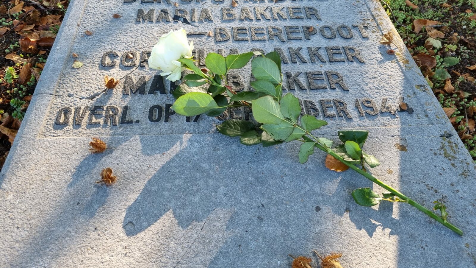 Rozen op oorlogsgraven